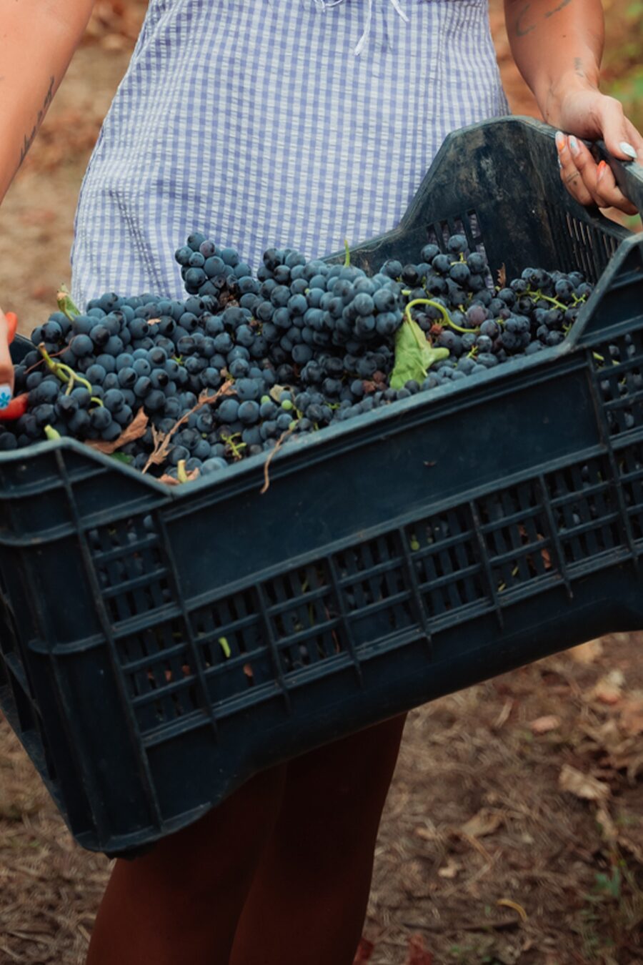 Maddalena Rosato — Tenuta Lagala, foto 3